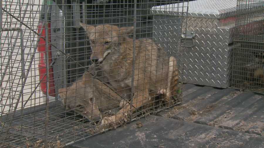 Two more coyotes have been captured in a residential area of Orange County following dozens of attacks on small pets.