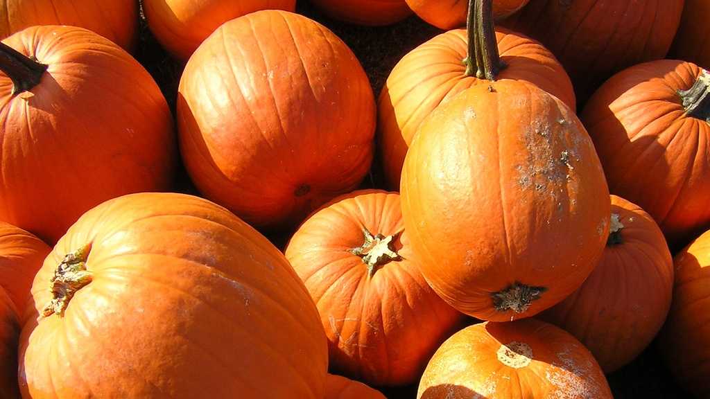 Fall Festivals In Central Florida