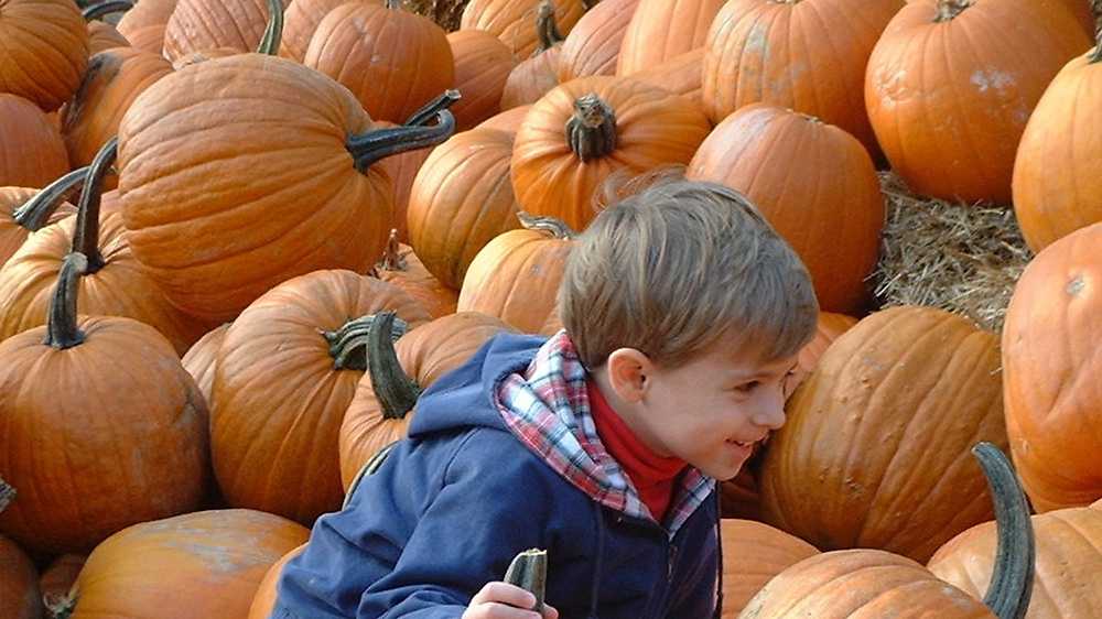 Fall Festivals Central Florida This Weekend