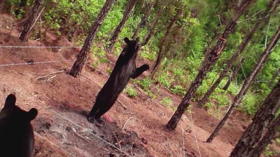 Researchers from the University of Central Florida are using tracking collars to study bears in Central Florida.