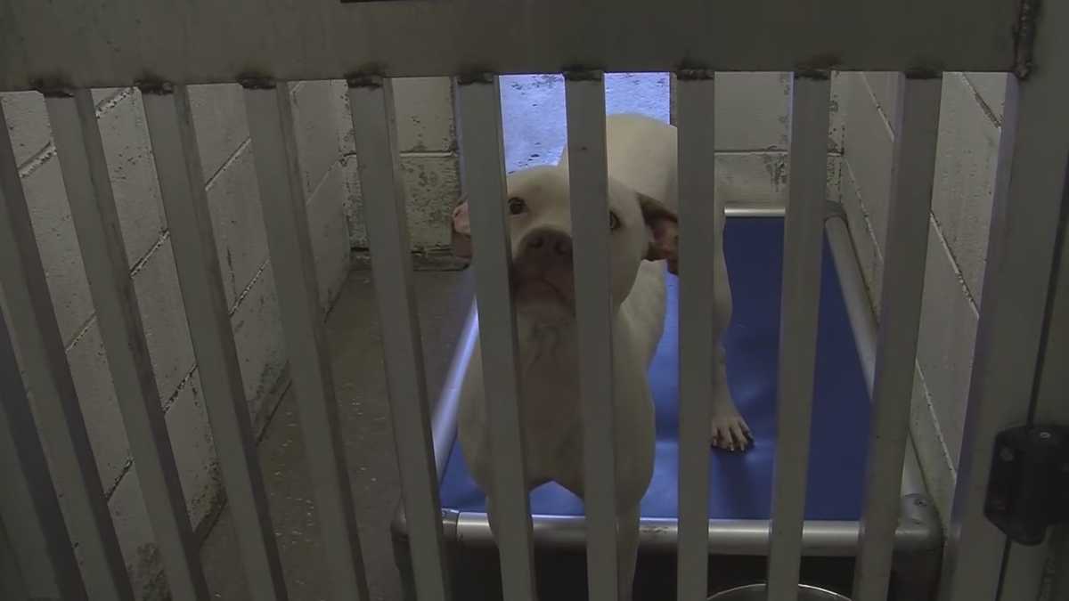 Sheriff hopes to help shelter animals, increase adoptions