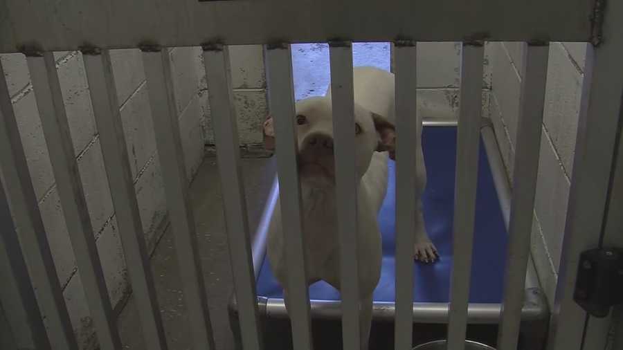 The Brevard County Sheriff's Department has taken control of the county’s animal services department and needs the community to help adopt hundreds of dogs and cats.