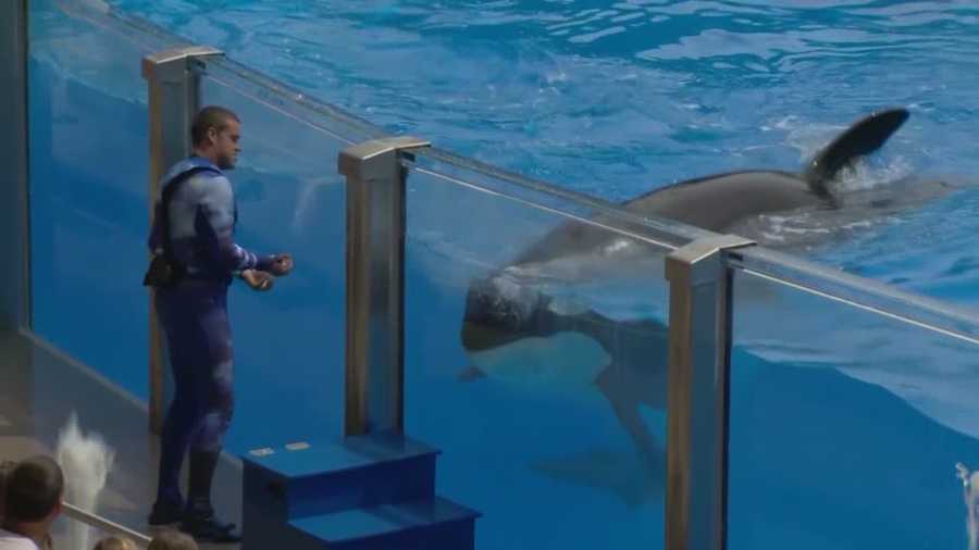 SeaWorld has been battling negative publicity surrounding its treatment of killer whales in the wake of the documentary "Blackfish."