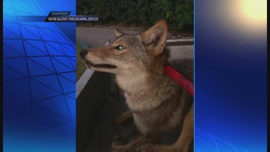 A coyote was captured Saturday near an area where coyotes have allegedly been killing people's pets.