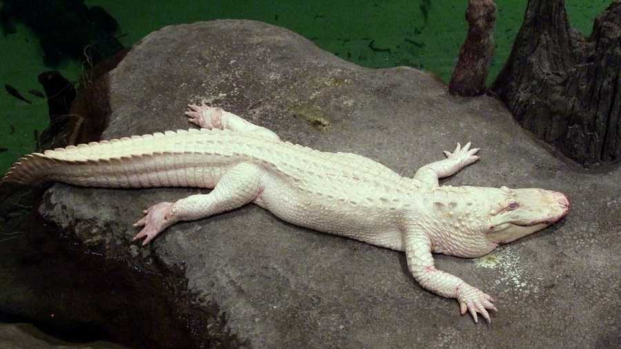 An albino alligator. Photo courtesy of Flickr user midiman.