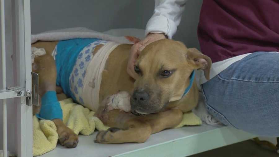 A puppy doctors believe was used in dog fighting rings is recovering after a rescue group and strangers worked together.