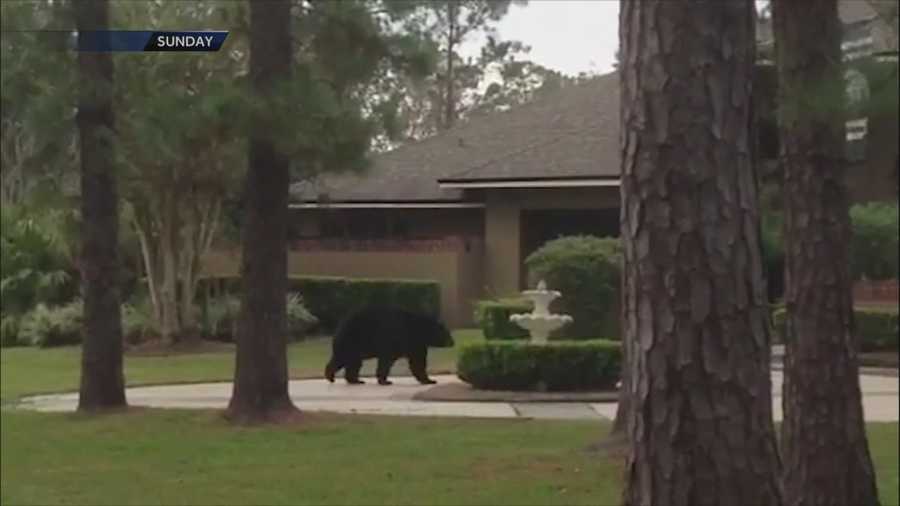 It has been months since Seminole County kicked off a voluntary program where residents can discourage bears with locking trash cans.