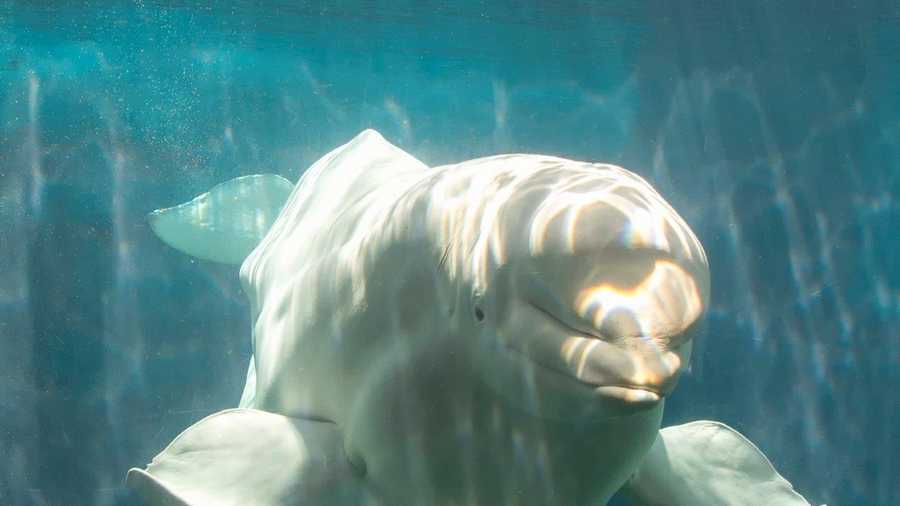 31-year-old beluga whale Nanuq died Thursday