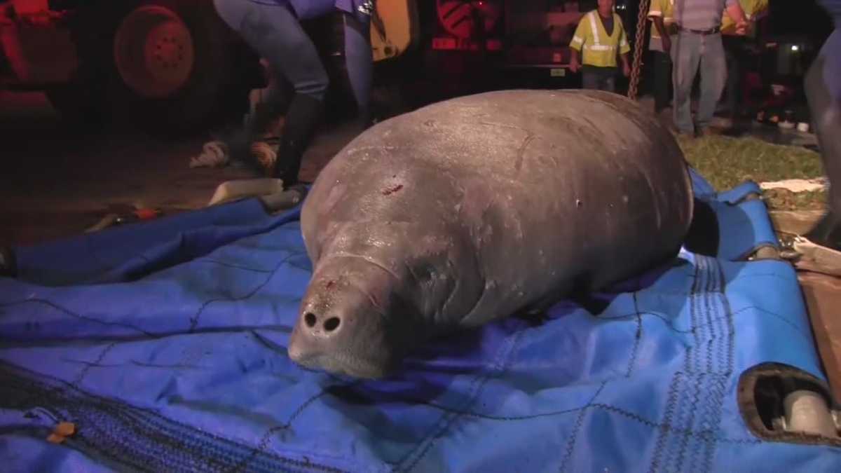 Photos: Manatee rescued from Brevard County storm drain