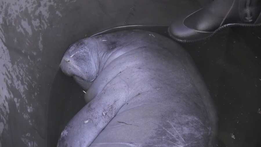 A total of 19 manatees were rescued from a Brevard County storm drain on Monday night and early Tuesday morning. Officials are now reviewing possible structural changes to avoid this situation in the future.