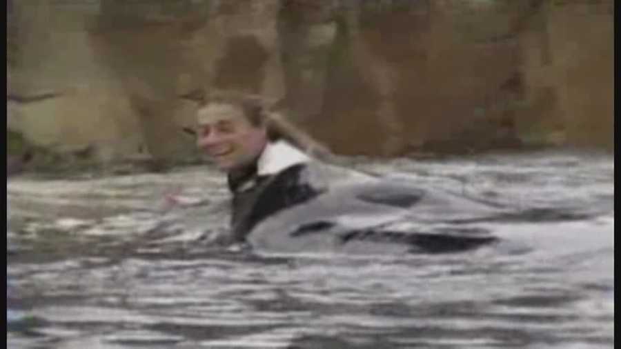 Tuesday marks five years since SeaWorld trainer Dawn Brancheau died after being pulled into the water by Tilikum the orca.