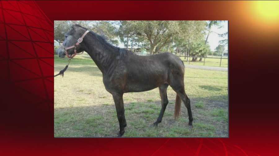 Three horses are rescued in Brevard County after a malnourished horse dies, deputies say.