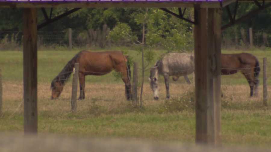 Ten horses reported as neglected in Marion County have been seized by animal services.