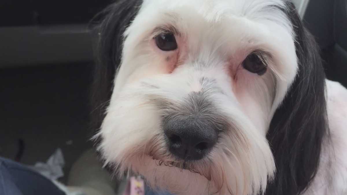 Family dog missing after burglars hit home