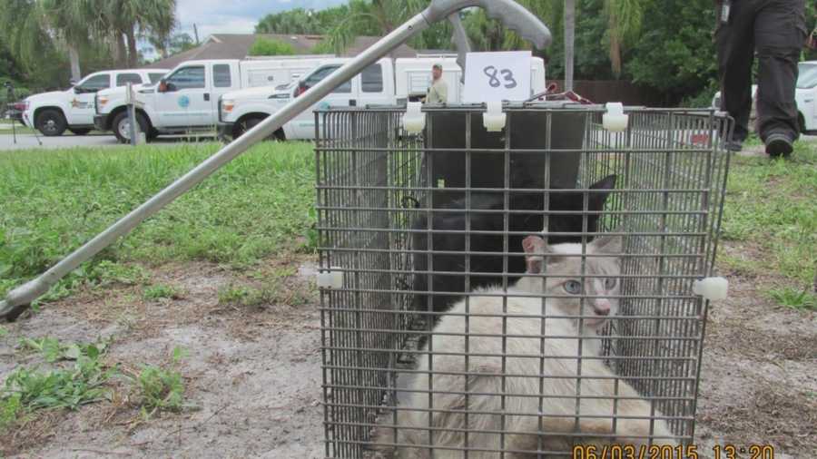 114 cats seized from Deltona couple's home, officials say