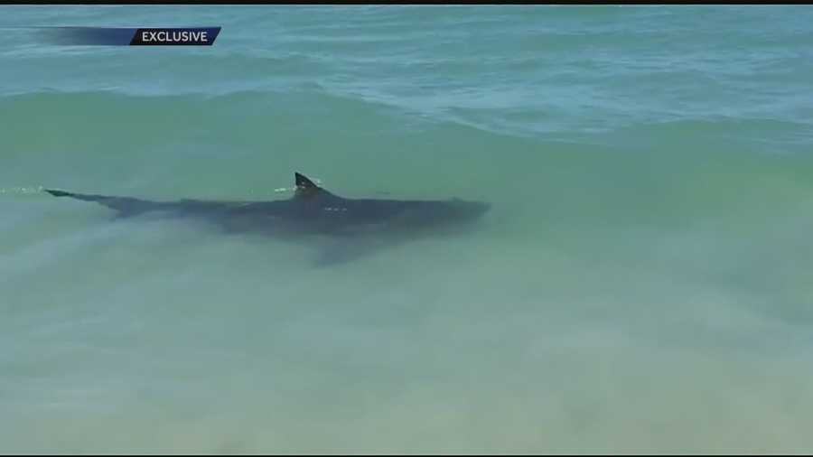 Several shark sightings shut down all beaches in St. Lucie County Monday. Whitney Burbank reports.