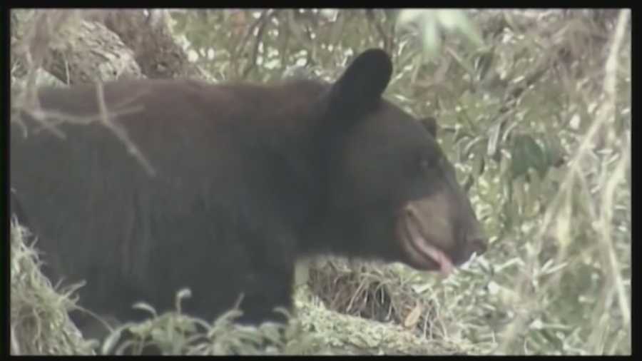 The Florida Fish and Wildlife Conservation Commission voted to approved bear hunting in Florida on Wednesday, and the first hunt is scheduled for the fall.