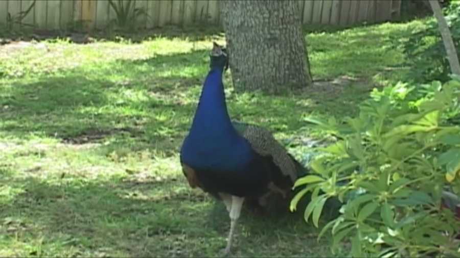 Brilliant, colorful, eye-catching peacocks are being shot in Cape Canaveral.
