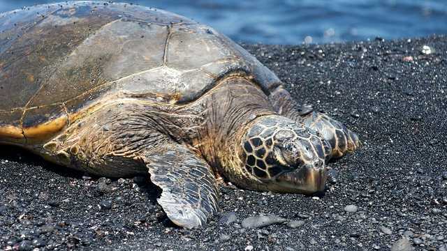 Watch Disney sea turtles compete in annual migration marathon