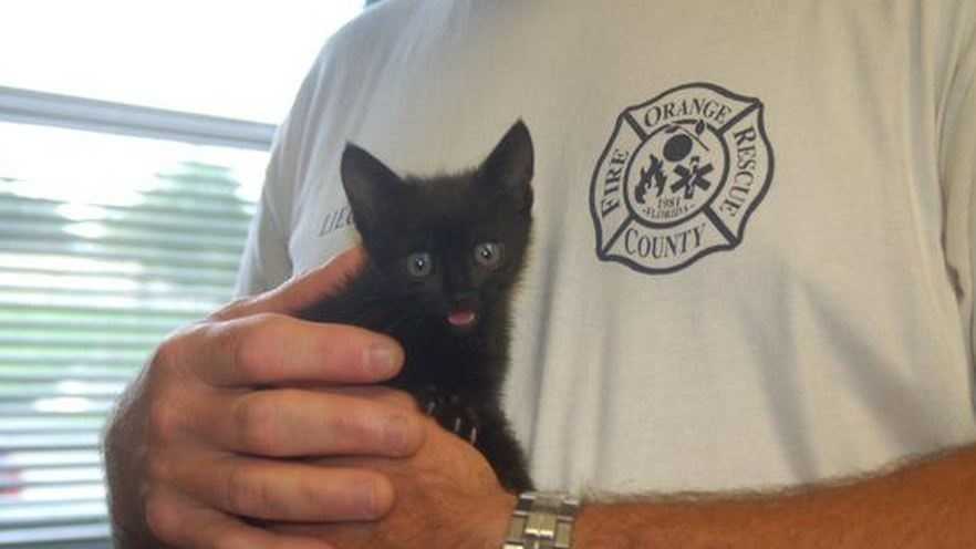 Kitten rescued from storm drain