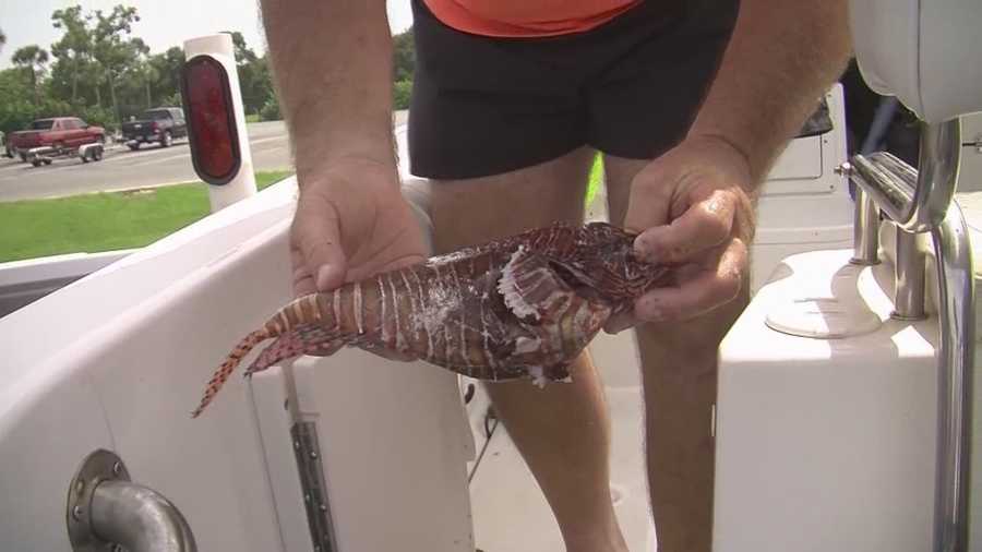 Spiny lobster season is underway in Florida and people are heading out to see what they can catch. Dan Billow (@DanBillowWESH) has the story.