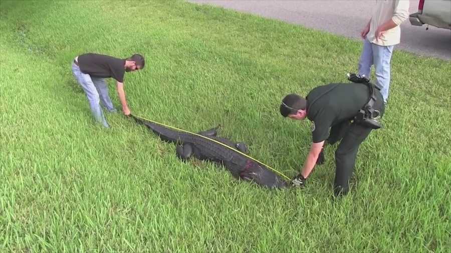 A Canaveral Groves woman was shocked when she left her house this morning and found a nearly 10-foot alligator sitting in her driveway! Dave McDaniel (@WESHMcDaniel) has the story.