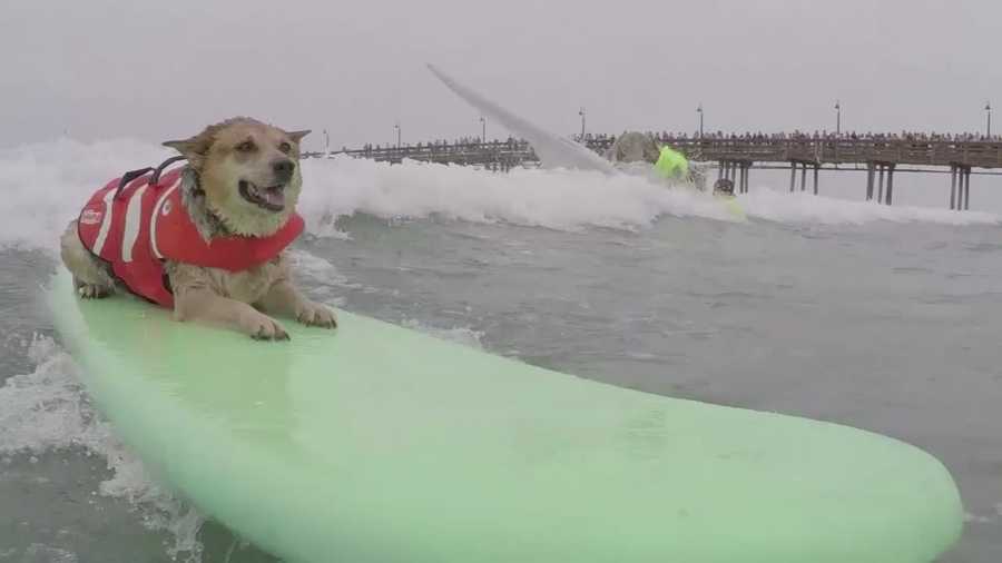 The 10th annual "Unleashed by Petco Surf Dog Competition" was held over the weekend. More than 50 dogs and their owners competed in several categories, including singles and tandem.