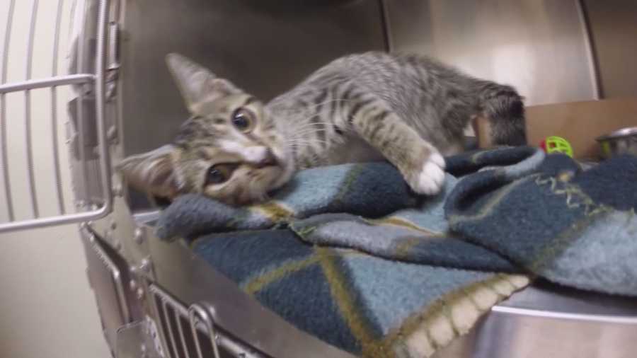 Three little kittens are recovering from acid burns that appear to be intentional. Dan Billow (@DanBillowWESH) has the story.