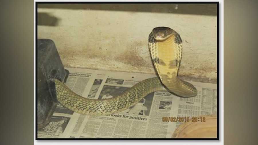A king cobra has escaped from its owner in the Orlando area, according to the Florida Fish and Wildlife Conservation Commission. Adrian Whitsett (@AdrianWhitsett) has the story.