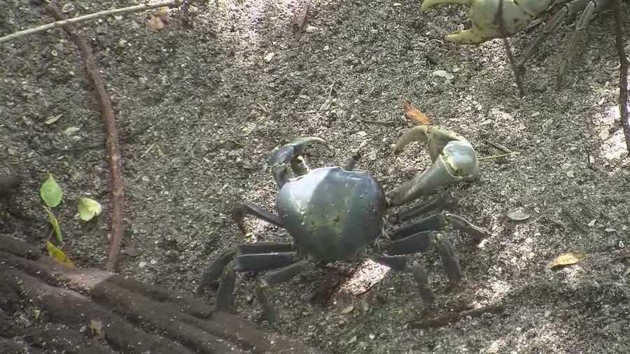 Giant land crabs spend a lot of time underground, but right now, they're coming out of their burrows and catching some Central Florida beach residents off guard. Dan Billow (@DanBillowWESH) has the story.
