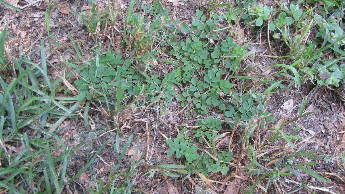 Photos Creeping Indigo weed