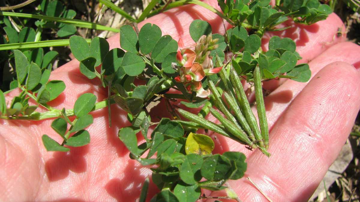Photos Creeping Indigo weed