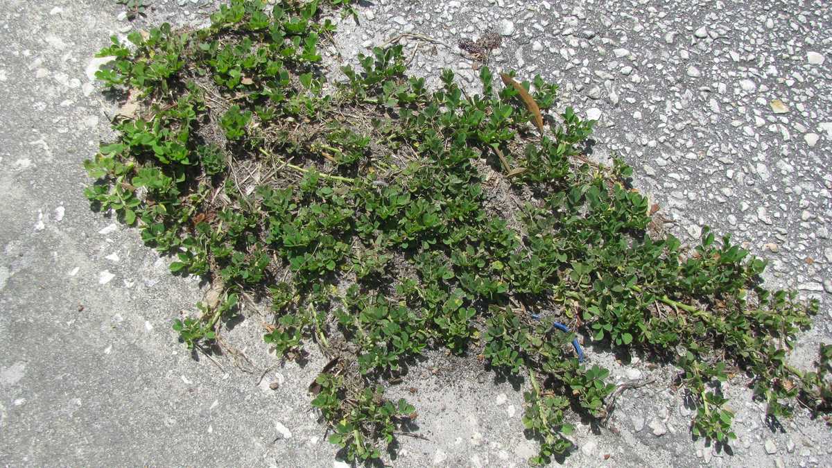 Photos Creeping Indigo weed