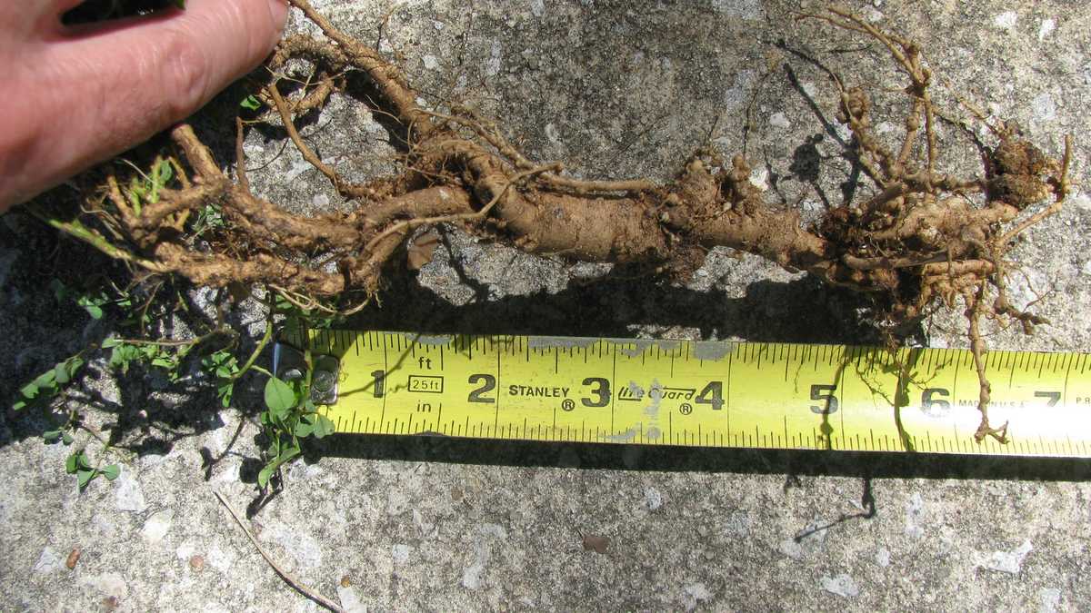 Photos Creeping Indigo weed