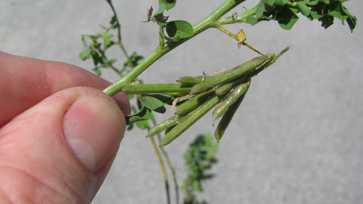 Photos Creeping Indigo weed