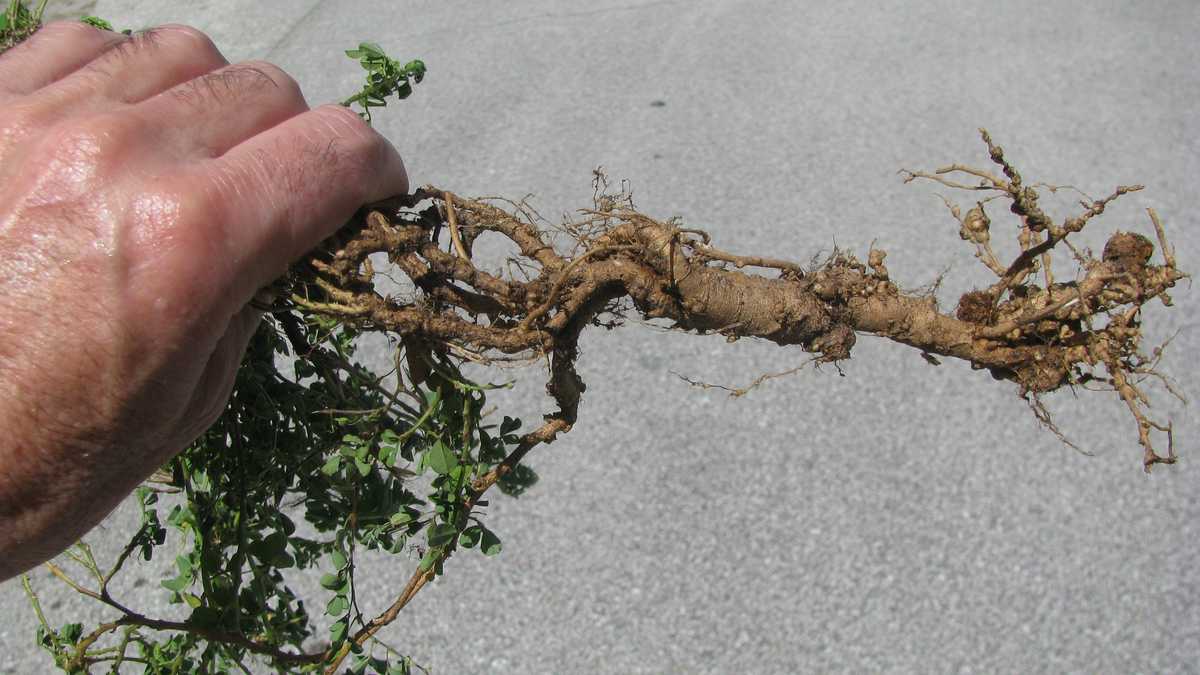 Photos Creeping Indigo weed