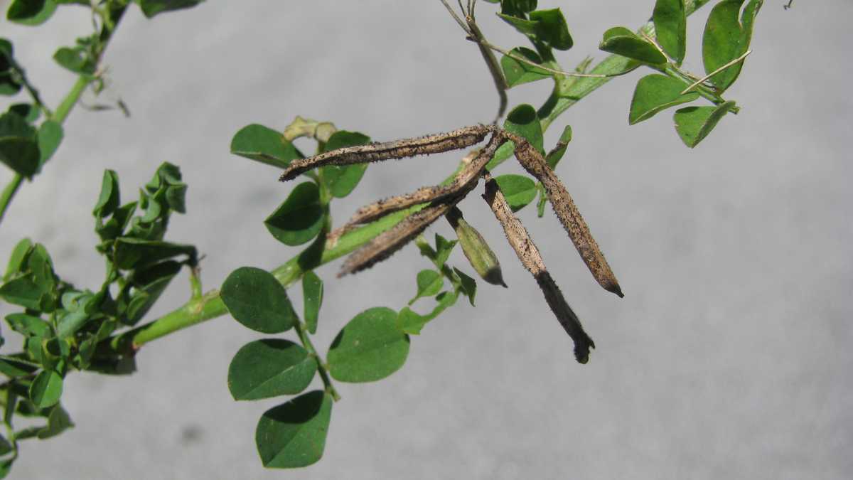 Photos Creeping Indigo weed
