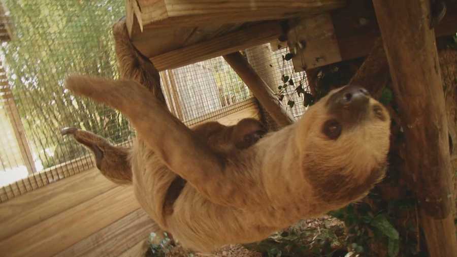 Two-toed sloth, mom enjoying new exhibit at Wild Florida Two-toed sloth, mom enjoying new exhibit at Wild Florida