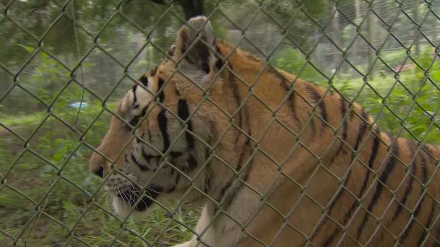 A local woman who is permitted to take care of many exotic animals by the state of Florida, said a priority of hers is certainly taking care of those animals. Her other priority? Making sure her neighbors stay safe. Dave McDaniel (@WESHMcDaniel) has the story.