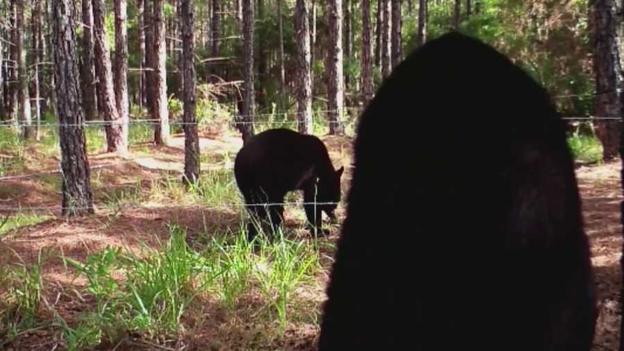 To stabilize the growing population, a hunt, scheduled to begin October 24, allows hunters to kill 320 black bears across the state. Activists say they plan to monitor the hunt. Matt Grant has the story.