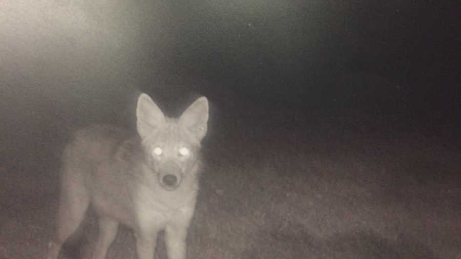 Maitland residents say coyotes are running loose around their neighborhood. Florida wildlife leaders held a seminar to let people know everything they can about the wild scavengers. Chris Hush (@ChrisHushWESH) has the story.