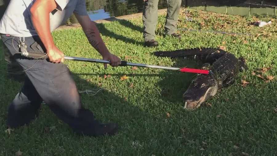 "He was headed straight to me and there was nothing stopping him." A man was attacked by a gator while working on his mother's irrigation pump in Lake County. Adrian Whitsett (@AdrianWhitsett) has the story.