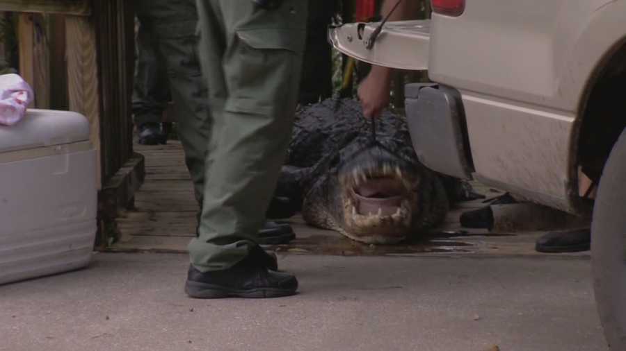 An alligator has been shot and killed in a Central Florida state park and wildlife officials say it may have killed a swimmer. Claire Metz (@clairemetzwesh) has the story.