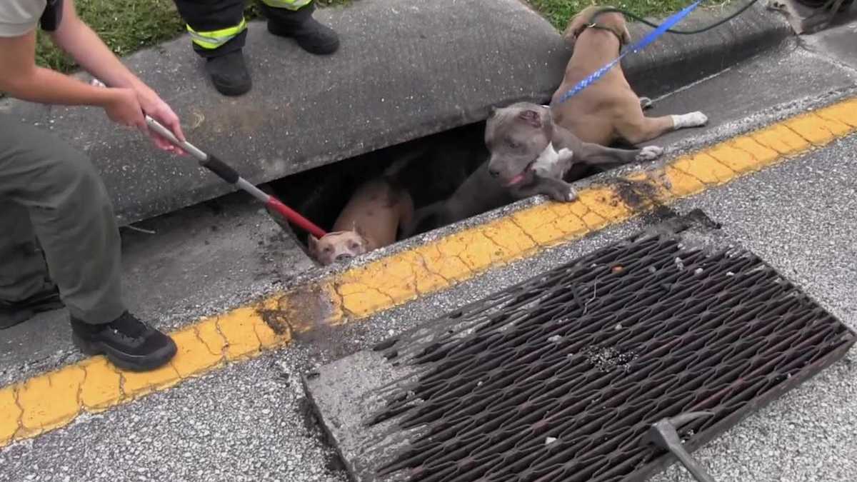 Photos Dogs rescued from sewer drain in Brevard County