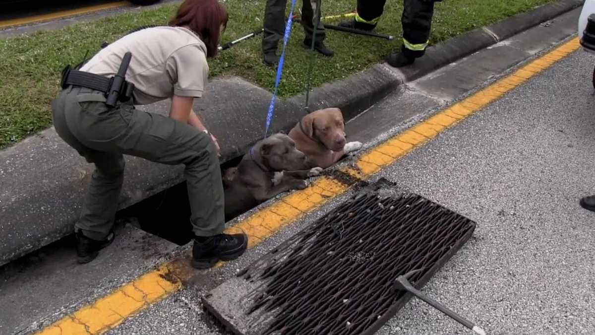 Photos Dogs rescued from sewer drain in Brevard County