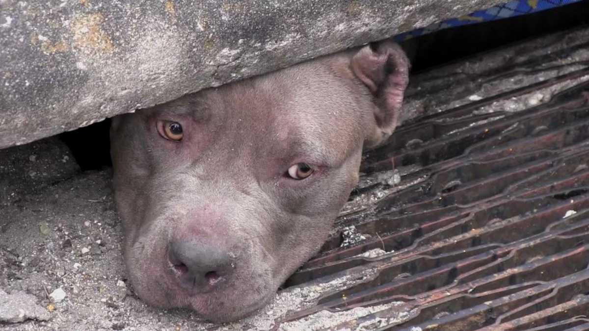 Photos Dogs rescued from sewer drain in Brevard County