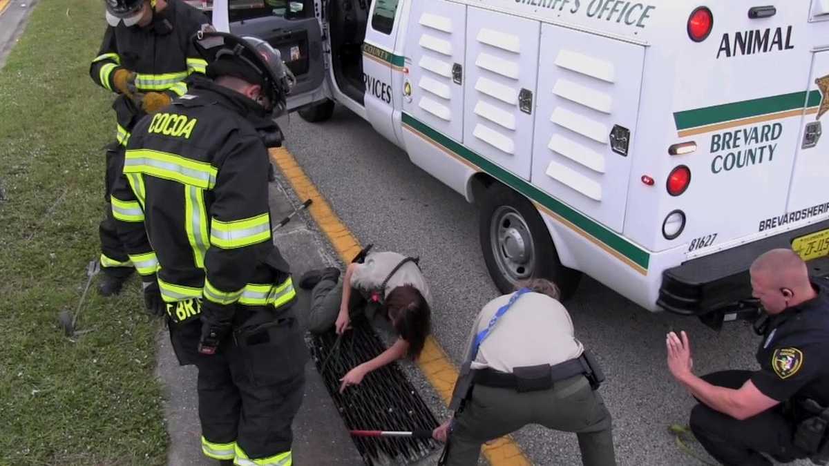 Photos Dogs rescued from sewer drain in Brevard County