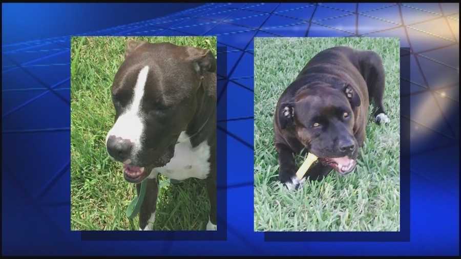 A pair of Brevard County pit bulls are recovering after being shot by a man who said they attacked his dog. Dan Billow (@DanBillowWESH) has the story.