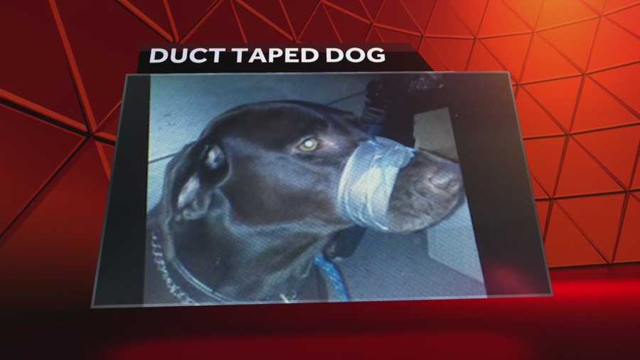 Police in North Carolina have charged a woman with taping a dog's muzzle shut and posting the photograph on Facebook, according to police in Cary, North Carolina. Meredith McDonough reports.