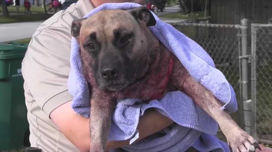 Cocoa police say a dog got out and attacked another dog. It happened Thursday after a neighbor said the dog broke through a fence. The dog also attacked a police officer. Gail Paschall-Brown (@gpbwesh) has the story.